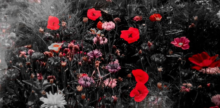 TORNERA’ ANCHE IL COLORE